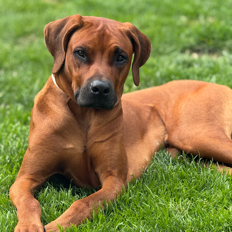 Ridgeback Welpe Cody