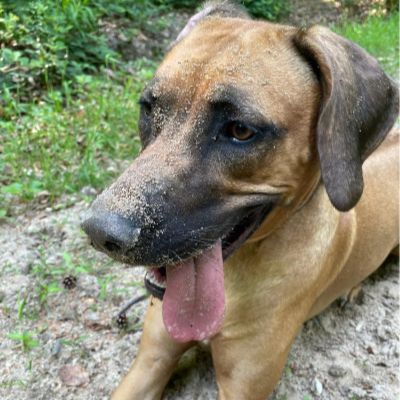 Perfect Match_Hundetraining in Rösrath_Hündin liegt auf einem Weg und hat Sand im Gesicht