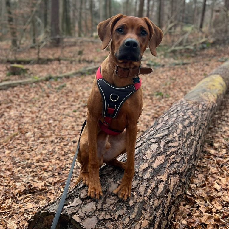 Ridgeback Welpe Cody