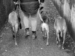 Perfect Match_Hundetraining_Rösrath_Leienführigkeit mit 3 Hunden_Aufnahme zeigt die Übung von hinten