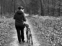 Perfect Match_Hundetraining_Rösrath_Cody geht bei Fuss